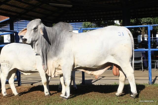 Touro Brahman