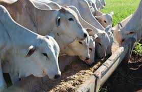 Lote de Bezerros